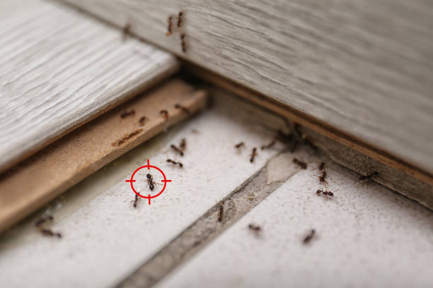 Best Insect Control  in Guerneville, CA