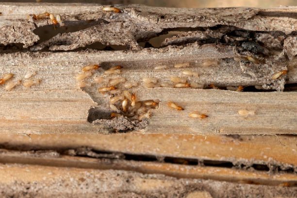 Best Commercial Pest Control Services  in Guerneville, CA